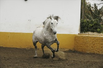 Andalusian, Andalusian horse, Antequera, Andalusia, Spain, Europe