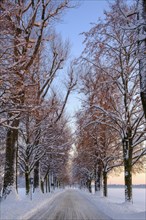 Avenue at sunset in winter, Ismaning, Upper Bavaria, Bavaria, Germany, Europe