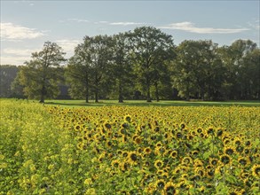 Large sunflower field in front of a row of trees under a sunny blue sky, blooming yellow sunflowers