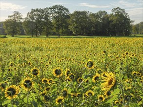 Large blooming sunflower field with trees in the background under a clear sky, blooming yellow