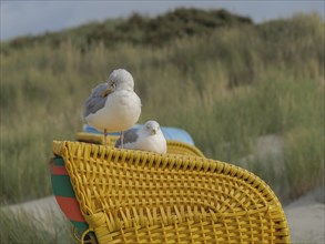 Two seagulls resting on a yellow beach chair while green dunes can be seen in the background,