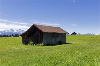 Wooden huts on meadow, Allgaeu Alps, snow, forest, Ostallgaeu, Buching, Allgaeu, Bavaria, Germany,