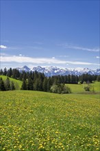 View of the Allgaeu Alps, dandelion meadow, snow, forest, Ostallgaeu, Buching, Allgaeu, Bavaria,