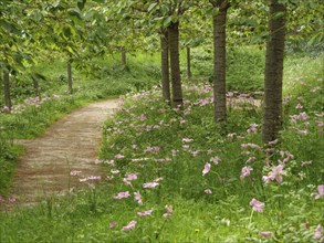 A winding path in a park surrounded by green bushes and pink flowers, small, winding path between