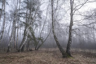 Downy birches (Betula pubescens) in winter in the fog, Lower Saxony, Germany, Europe