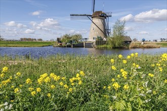 Idyllic landscape with windmill and flowering meadow on the river bank in daylight, many historic