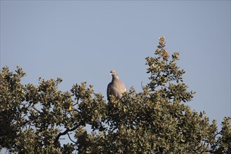 Common wood pigeon (Columba palumbus), Extremadura, Castilla La Mancha, Spain, Europe