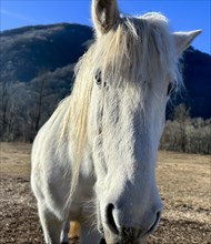 Close Up on a Beautiful White Horse with Sunlight in a Sunny Day in Switzerland