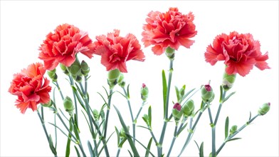 A vibrant bouquet of red carnations in full bloom with green stems and buds on a white background,