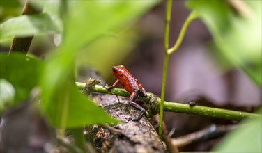 Strawberry poison-dart frog (Dendrobates pumilio) climbing on a branch, Tortuguero National Park,