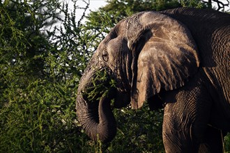 African elephant (Loxodonta africana) feeding on acacia branches, Serengeti National Park,