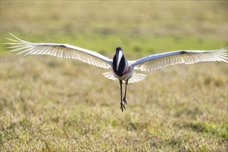 Jabiru (Jabiru mycteria) Pantanal Brazil