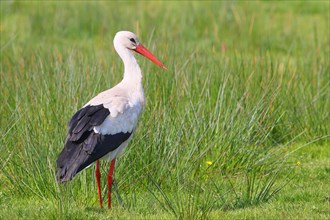White stork (Ciconia ciconia) standing in a wet meadow, Ochsenmoor on Lake Duemmer, Lower Saxony,