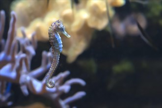 Seahorse (Hippocampus spec.) in the aquarium, zoo, Nuremberg, Middle Franconia, Bavaria, Germany,