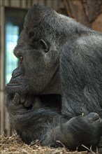 Western lowland gorilla (Gorilla gorilla gorilla), Nuremberg Zoo, Nuremberg, Middle Franconia,