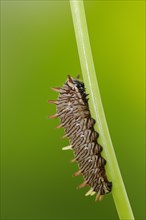 Polydamas Swallowtail or gold rim swallowtail (Battus polydamas), caterpillar, captive, occurrence