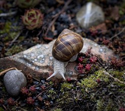 Vineyard snail (Helix pomatia) crawling, rock garden, Stuttgart, Baden-Wuerttemberg, Germany,