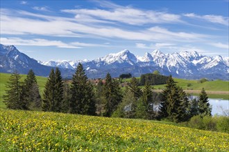 Mountain landscape, spring meadow near Fuessen, Schapfensee, dandelion, Allgaeu Alps, snow, forest,