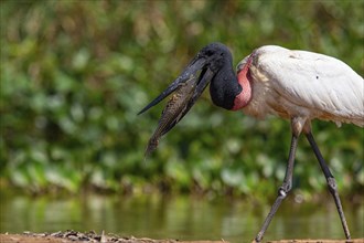 Jabiru (Jabiru mycteria) Pantanal Brazil