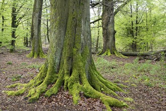Old copper beeches (Fagus sylvatica), trunk bases and trunks overgrown with moss, Hesse, Germany,