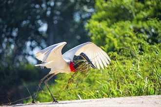 Jabiru (Jabiru mycteria) Pantanal Brazil