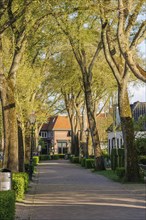 An avenue with tall trees and houses along a peaceful walkway on a sunny autumn day, old houses and
