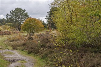 Autumnal forest path with colourful leaves and dense bushes, grasses and shrubs with trees and a