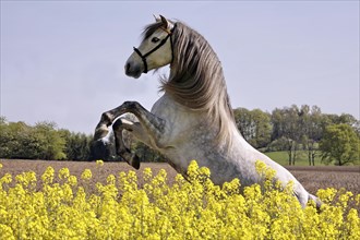 Andalusian, Andalusian horse, rape field, rising