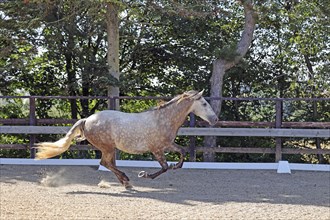 Andalusian, Andalusian horse