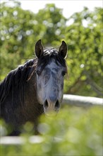 Andalusian, Andalusian horse, Antequera, Andalusia, Spain, Europe