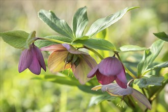 Helleborus flowering, Baden-Wuerttemberg, Germany, Europe