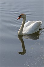 Mute swan (Cygnus olor), mirror image, Boize, Boizenburg, Mecklenburg-Western Pomerania, Germany,