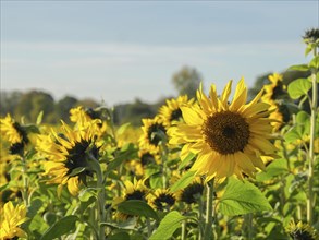 Close-up of bright sunflowers against a green background, blooming yellow sunflowers in a field