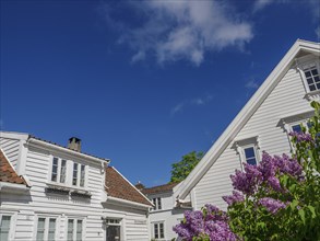 Blooming purple lilac in front of white wooden houses and a clear blue sky, white wooden houses