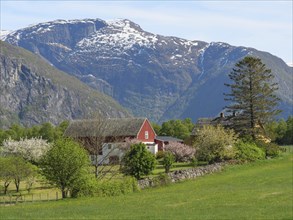 Green valley with houses and blossoming trees against a backdrop of mountains, green meadow in
