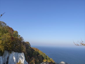 A clear view of the sea with a white cliff and blue sky, framed by autumn trees, autumn foliage and