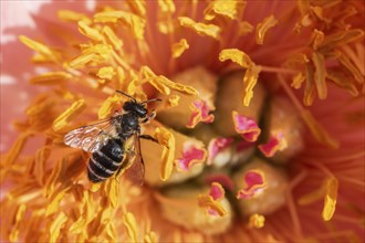 Common narrow-winged bee (Lasioglossum calceatum) in peony blossom, Emsland, Lower Saxony, Germany,