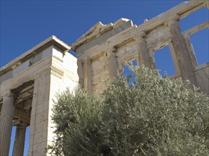 Historic ancient building with columns, ruins and an olive tree under a blue sky, historic columns