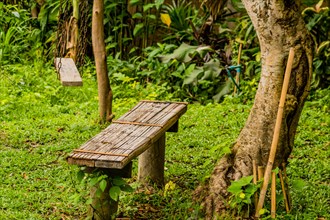 Wooden bench and swing under tree in woodland park in Thailand