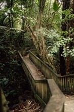 Wooden bridge connects hiking trail through tropical forest in the park in Auckland, New Zealand,