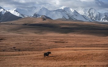 Glaciated and snow-covered mountains, yak on the plateau in autumnal mountain landscape with yellow