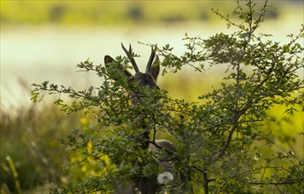 Roebuck (Capreolus capreolus), eating, bushes, Lower Austria