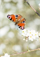 European peacock (Aglais io) (Syn.Inachis io, Nymphalis io), colourful butterfly sits with open