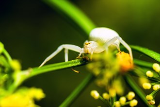 Flower Crab Spider, Misumena, spider ob yellow flower