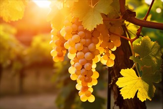 Green grapes in vineyard. KI generiert, generiert, AI generated