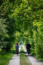 Cyclist on a tree-lined path in the countryside, Droemling Biosphere Reserve, Mannhausen,