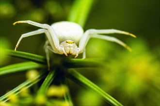 Flower Crab Spider, Misumena, spider on white folwers