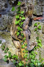 Tree root with common ivy (Hedera helix), Swabia, Bavaria, Germany, Europe