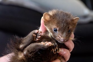 Beech marten (Martes foina), practical animal welfare, young animal is examined after arrival at a