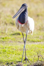 Jabiru (Jabiru mycteria) Pantanal Brazil